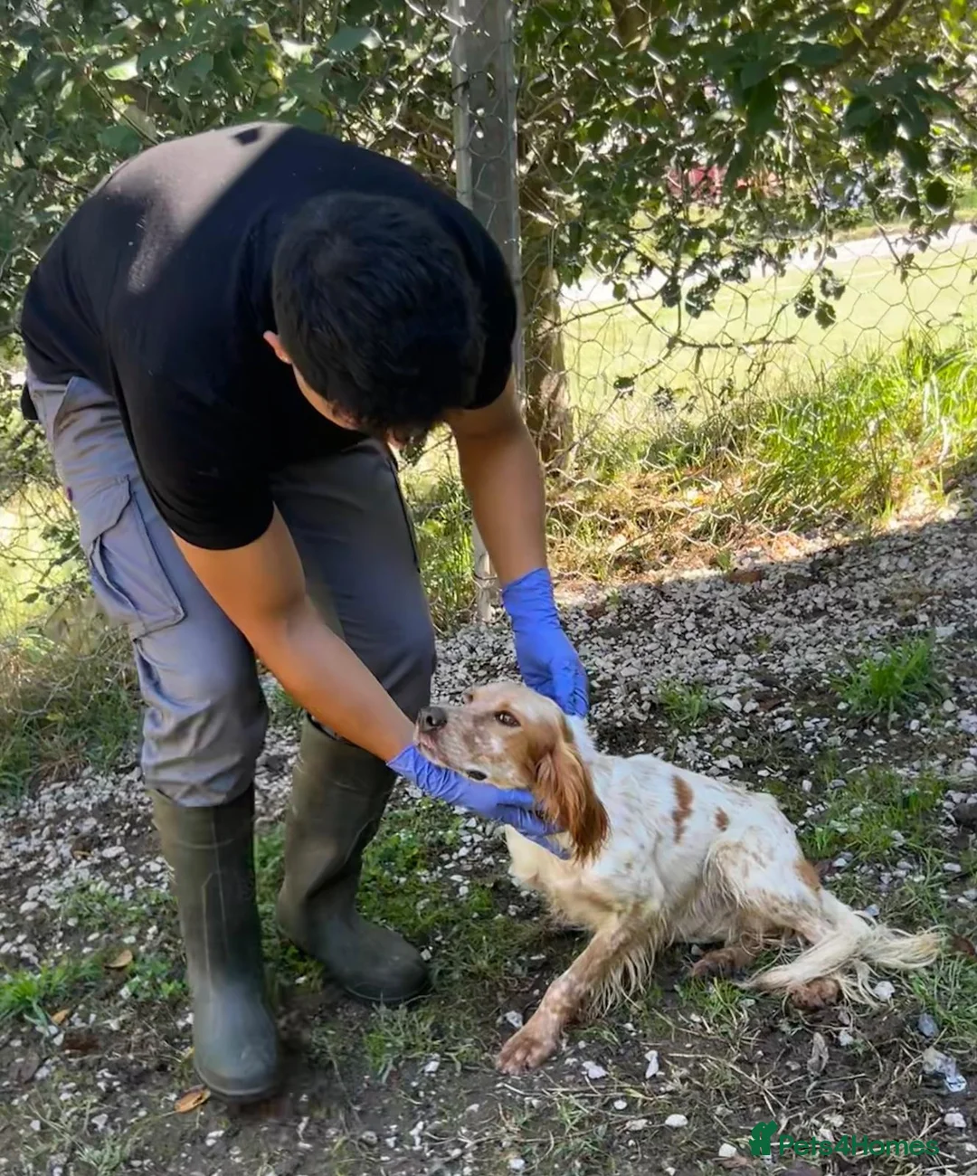 English Setter dogs for adoption: Nacho in Tonypandy - Advert 11
