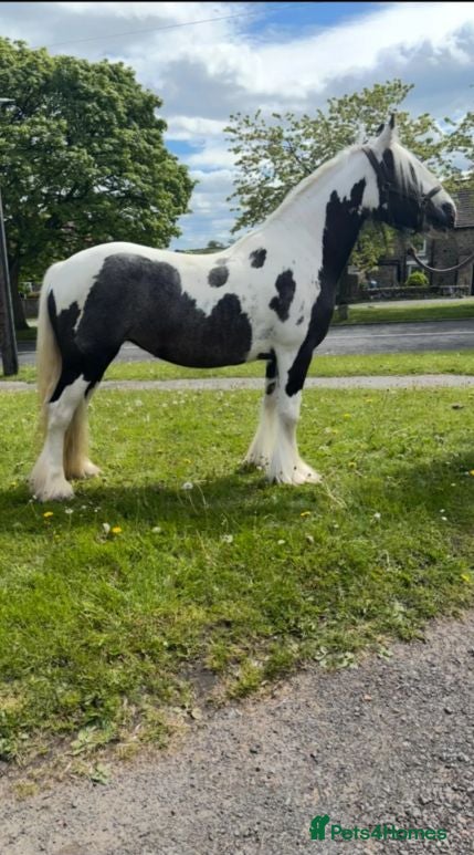 Irish Cob horses Stunning TGCA Registered Gypsy Cob Filly - Advert 1