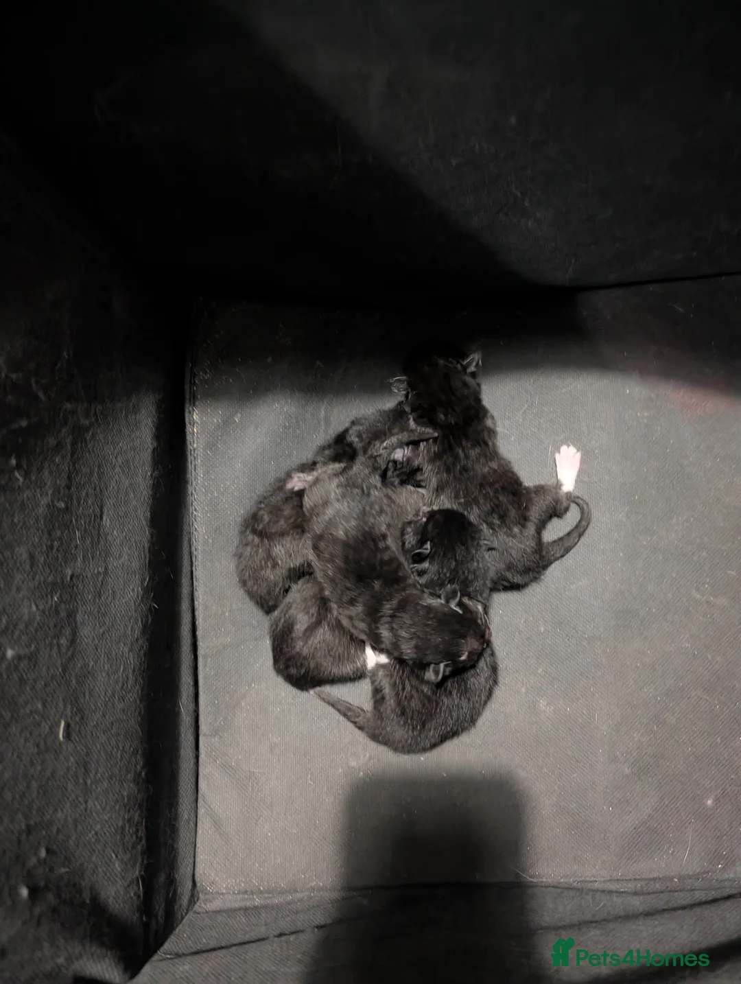 Domestic Shorthair cats for sale: Five kitten, 2 black, 3 tuxedo. Sexes not known - Advert 10