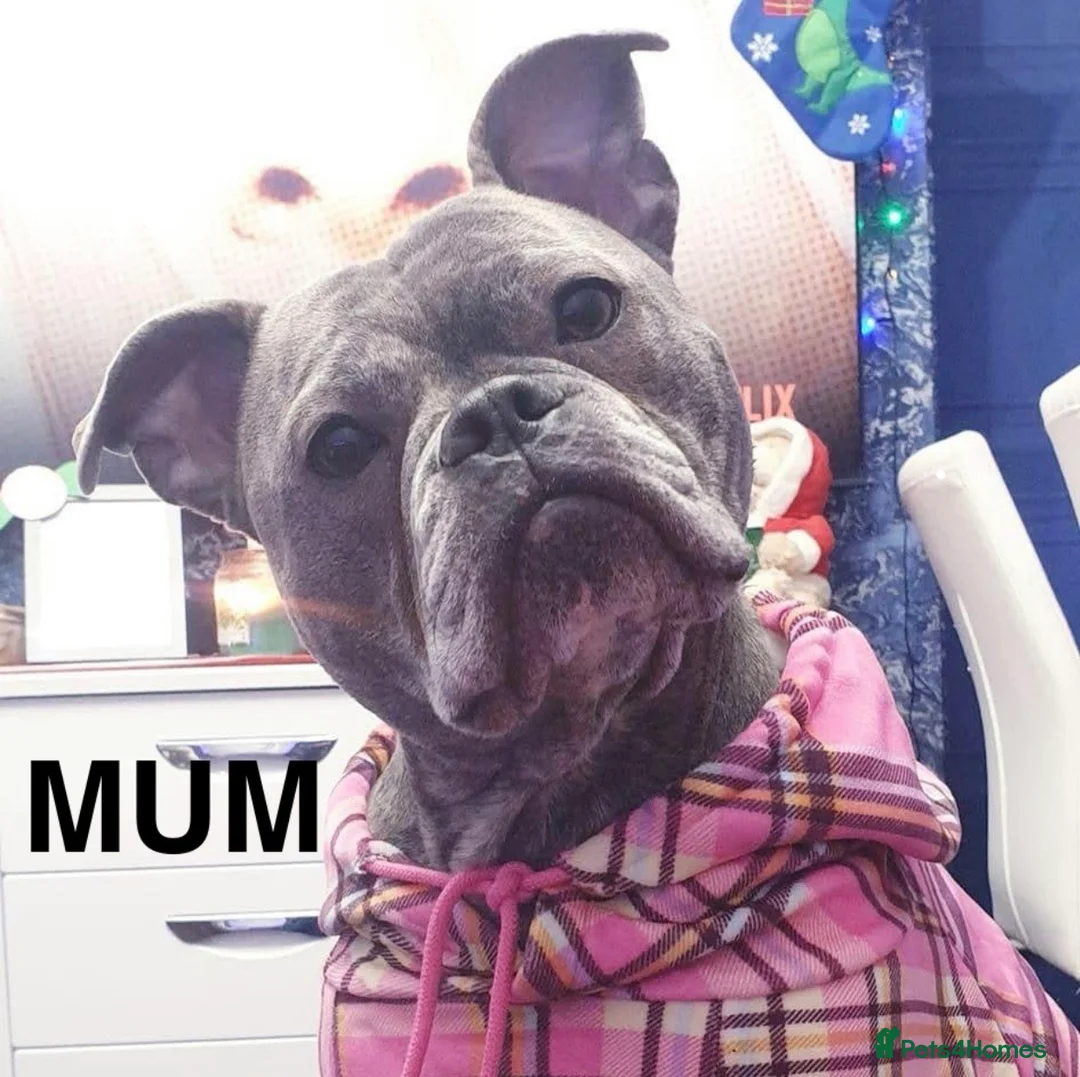 Staffordshire Bull Terrier dogs for sale: Staffordshire Bull Terrier x Bulldog - Advert 4