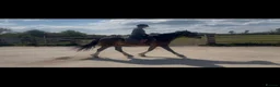 Welsh Section D horses for sale: Perfect project  - Advert 6
