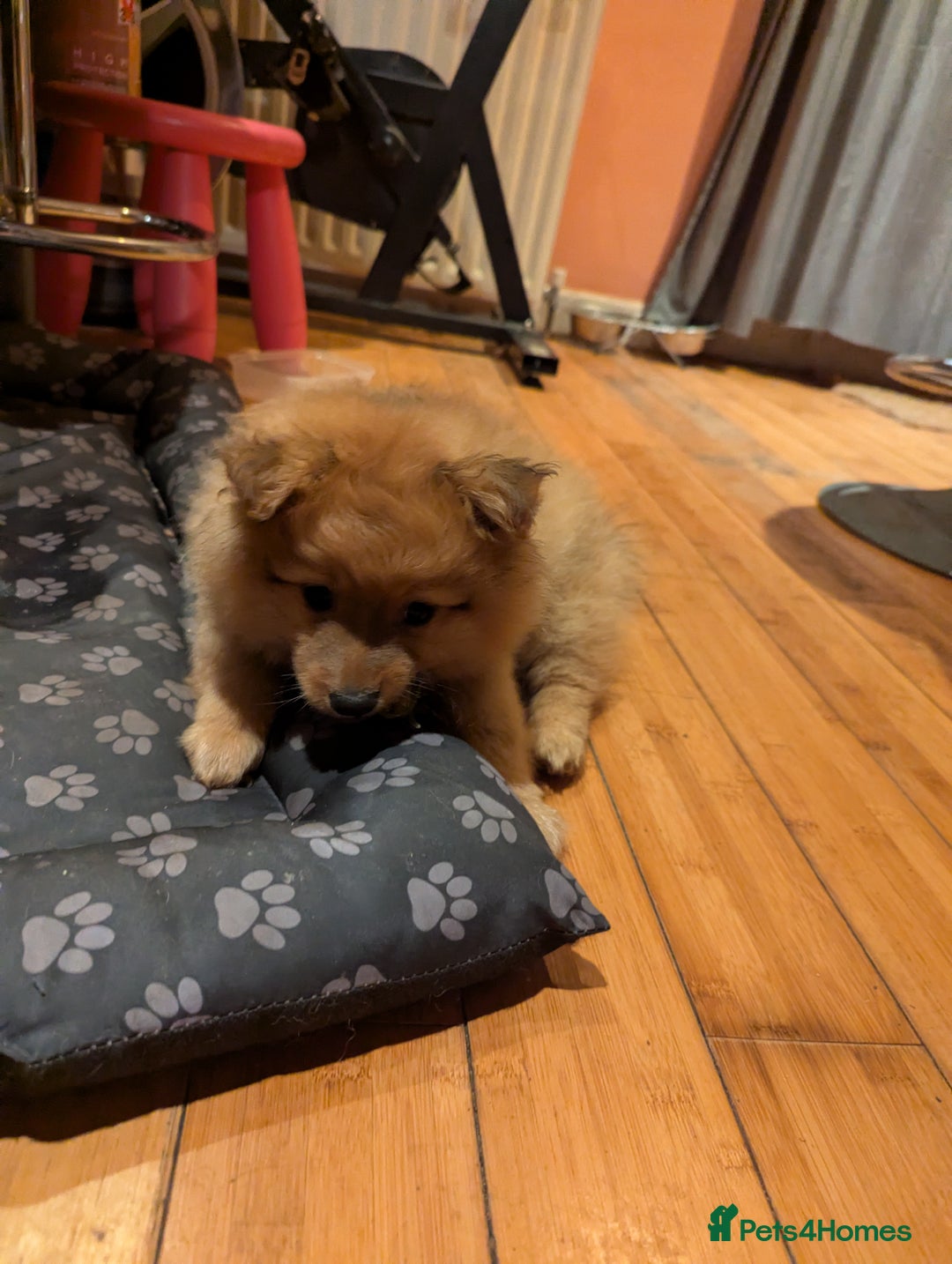 Pomeranian dogs for sale: 2 LEFT!! Purebred Cute fluffy Pomeranian Puppies! - Image 24
