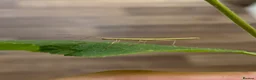Stick Insects invertebrates for sale: 🍃 Indian Stick insects 🍃  - Advert 7