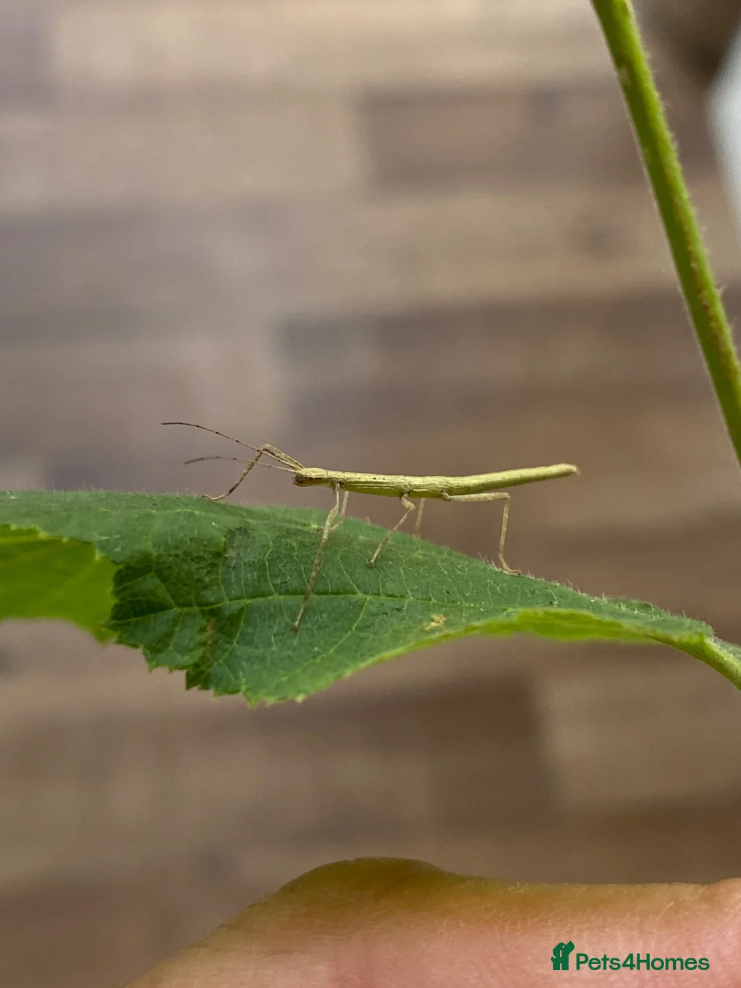 Stick Insects invertebrates for sale: 🍃 Indian Stick insects 🍃  - Advert 7