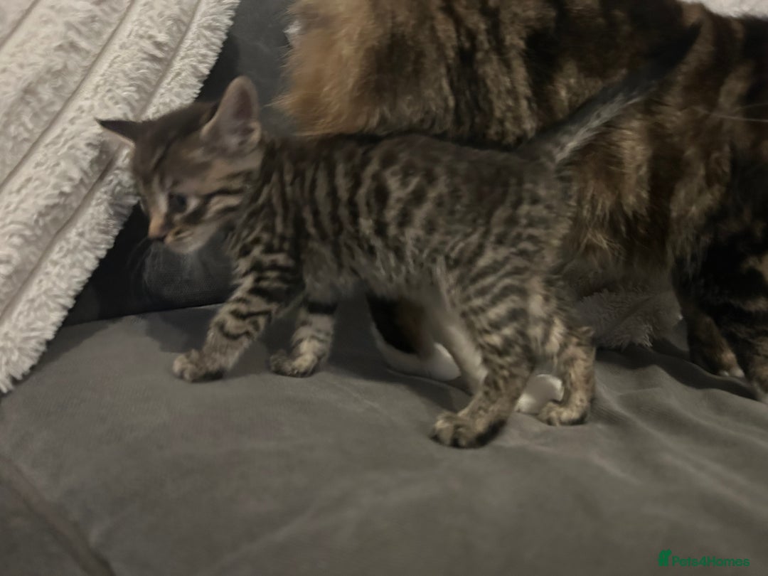 Mixed Breed cats for sale: 6 beautiful kittens ready too go  - Advert 2