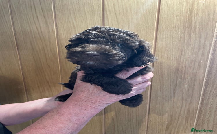 Labradoodle dogs in Chard - Advert 4