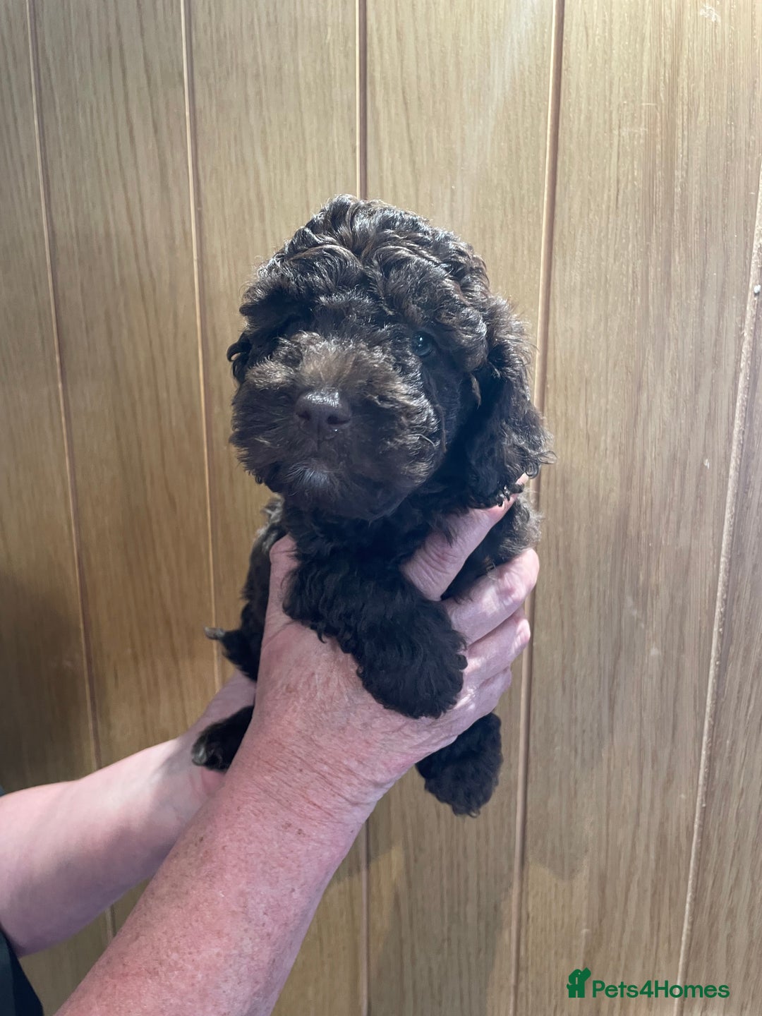 Labradoodle dogs for sale: Mini miniature multigen labradoodle puppies in Chard - Image 1
