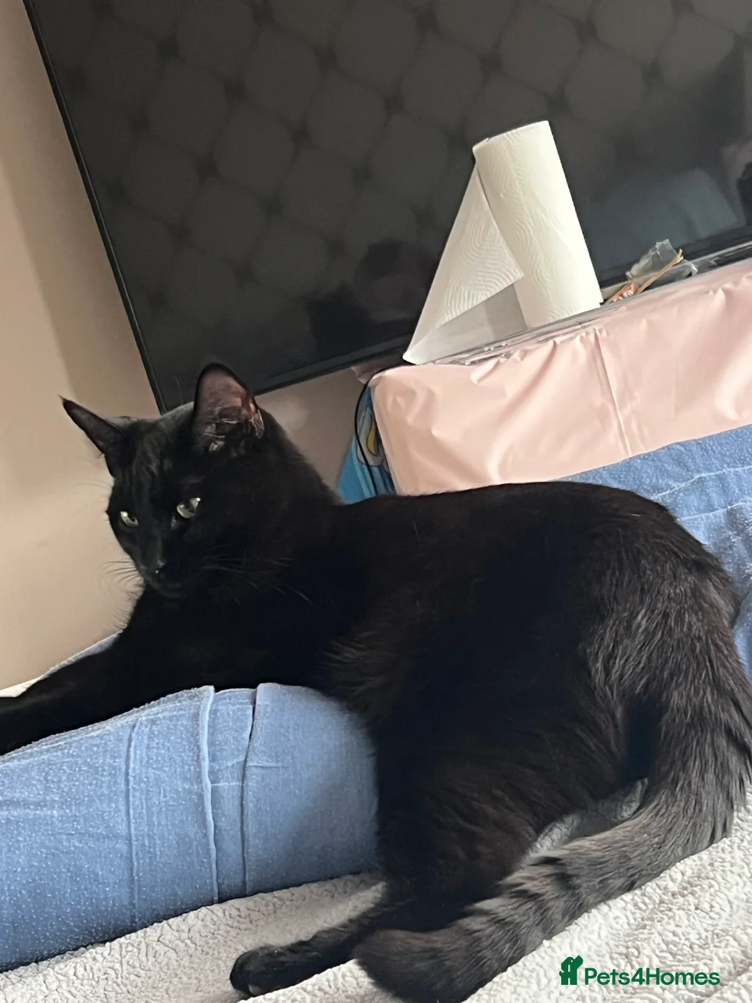 Mixed Breed cats for sale: A black cat - Advert 5