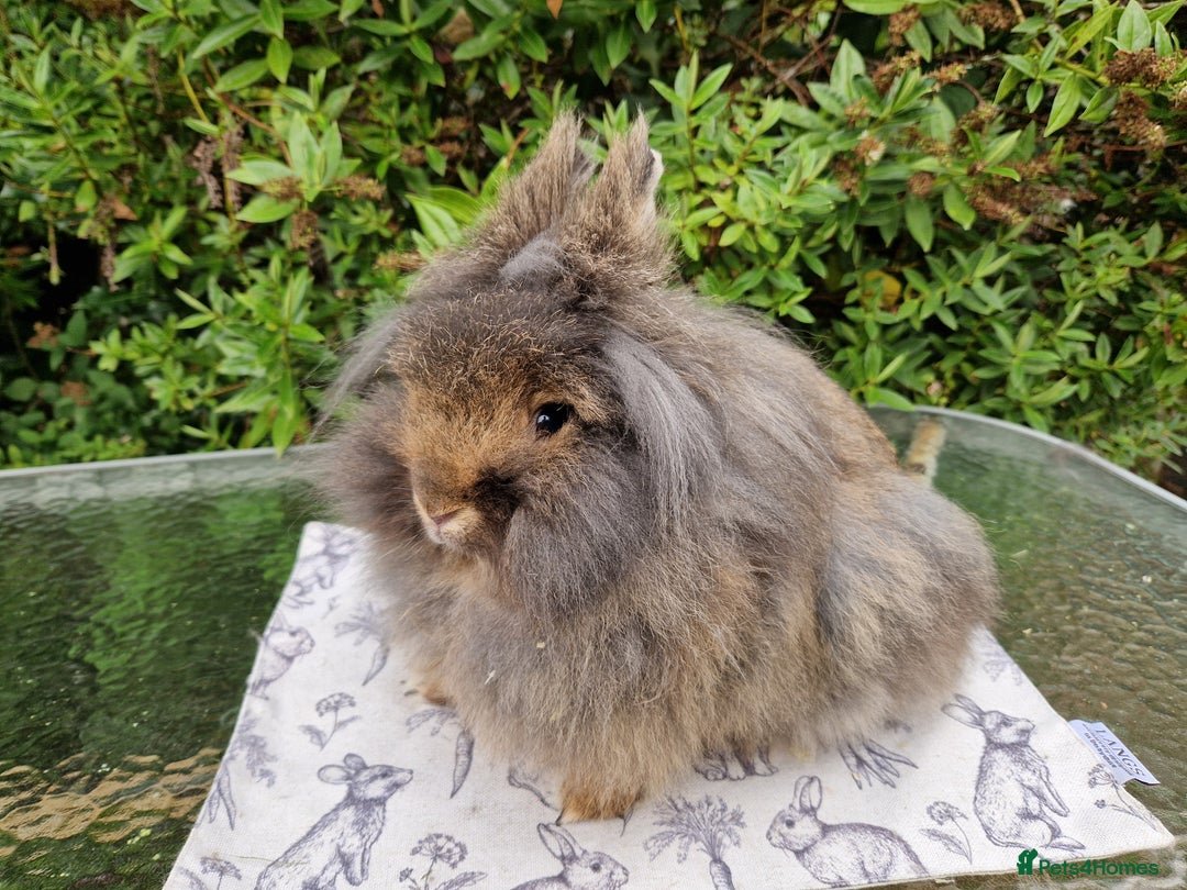 Lionhead rabbits for sale: Purebred Lionhead Rabbits  - Image 7