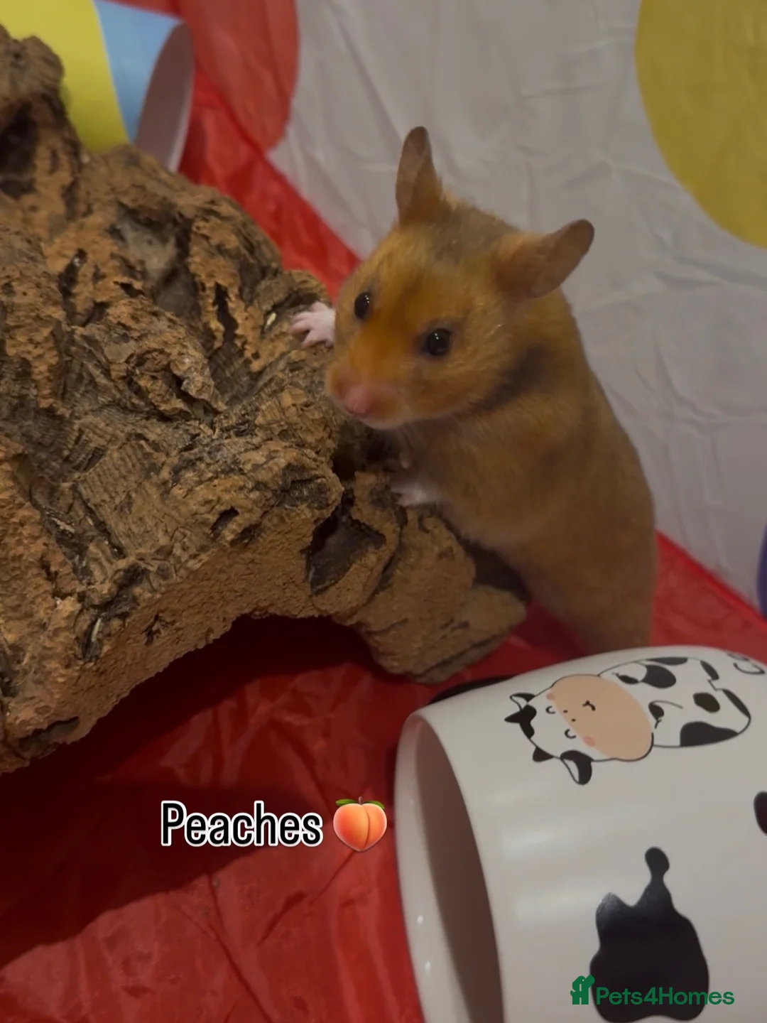 Hamster rodents for sale: Hamsters for Adoption🐹 - Advert 2