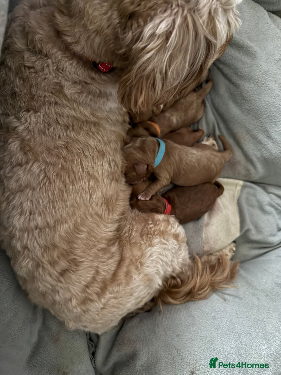 Cockapoo dogs for sale: Championship bloodline F1B toy Cockapoos  - Advert 12