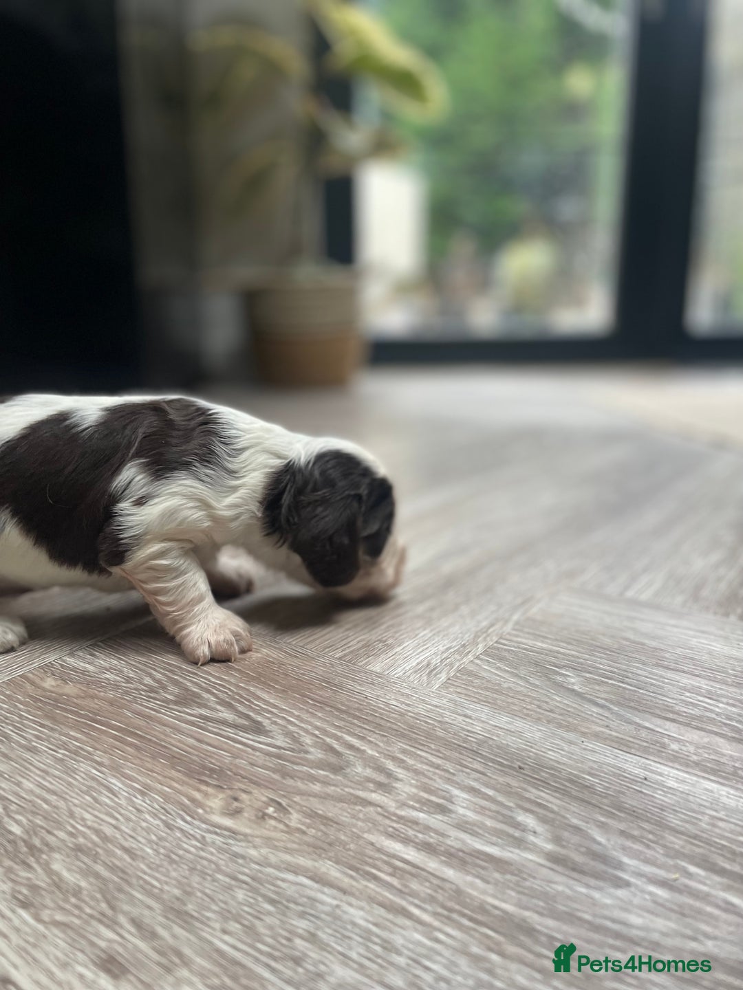 Cocker Spaniel dogs for sale: Beautiful health tested Cocker spaniel pups  - Advert 17