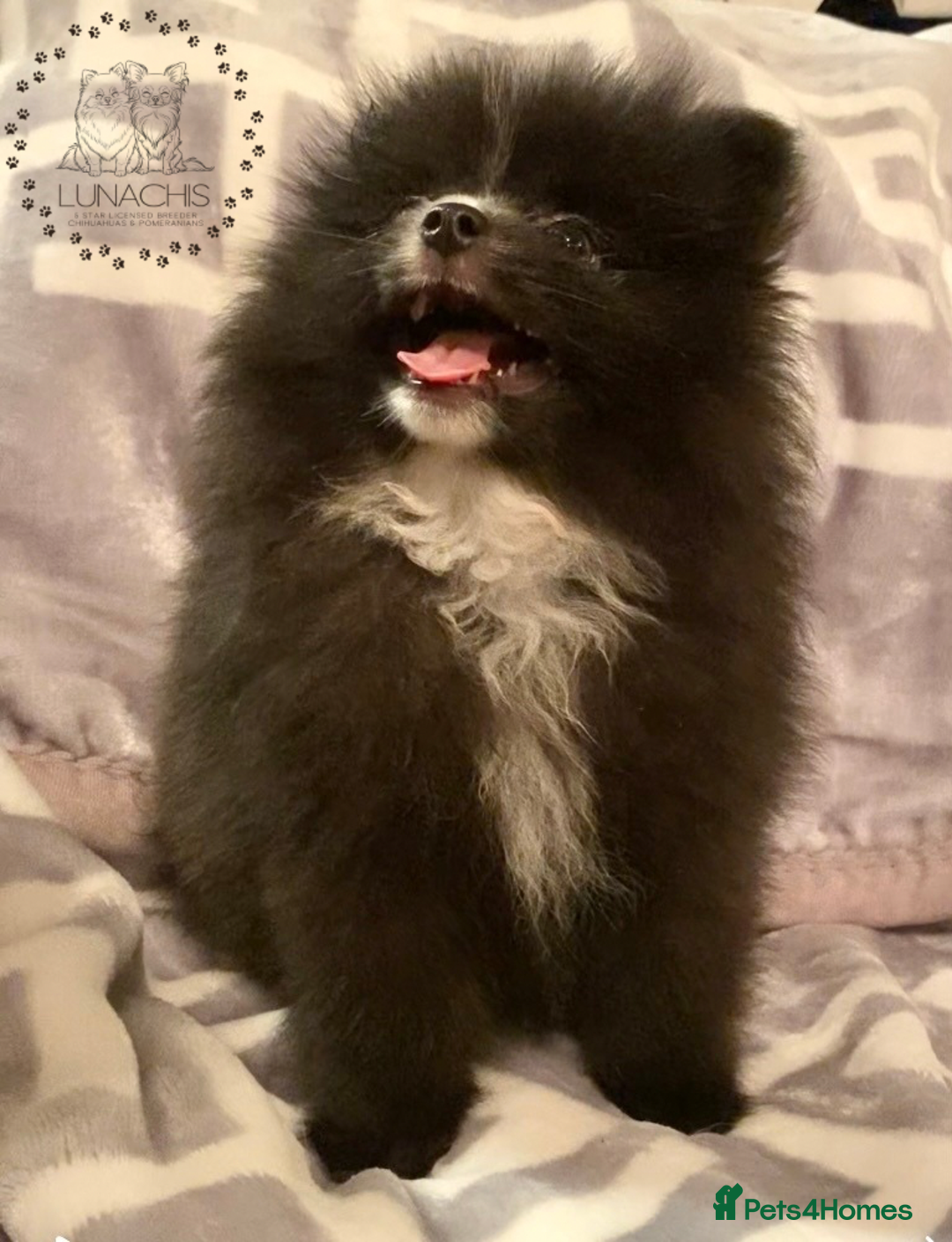 Pomeranian dogs for sale: Stunning Pomeranian puppies - Advert 4