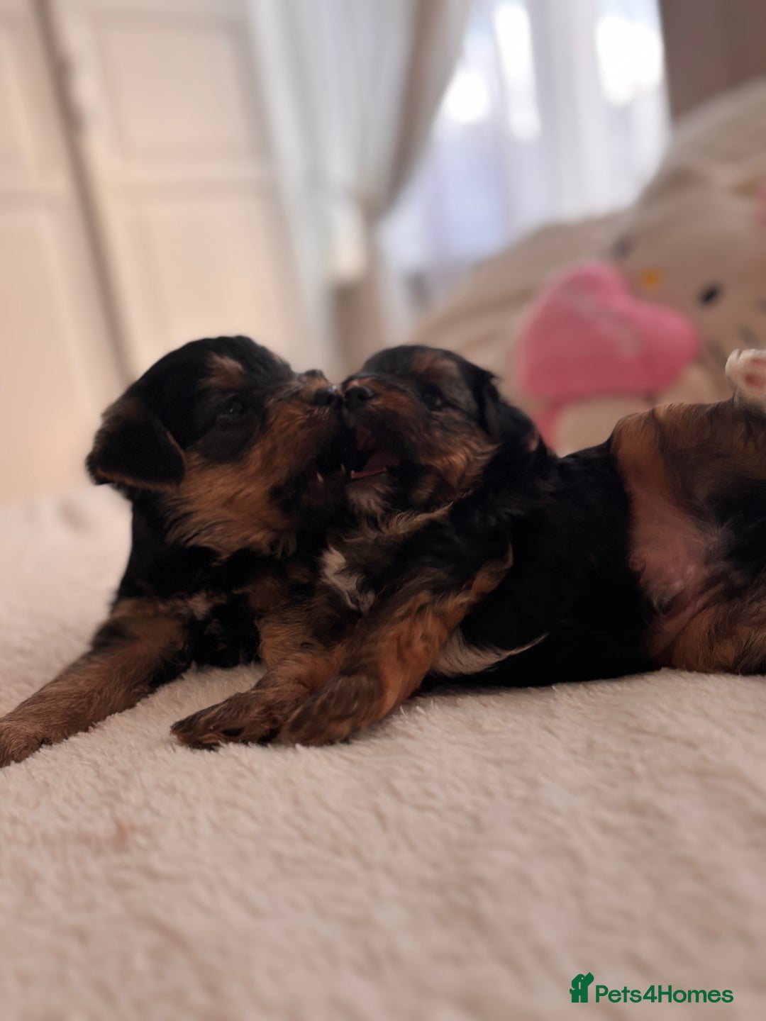 Yorkshire Terrier dogs for sale: Pedigree Yorkshire Terrier - Advert 15