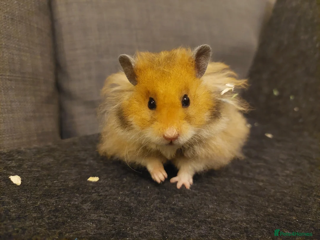 Hamster rodents for sale: Golden Rex Syrian Hamster - Advert 1