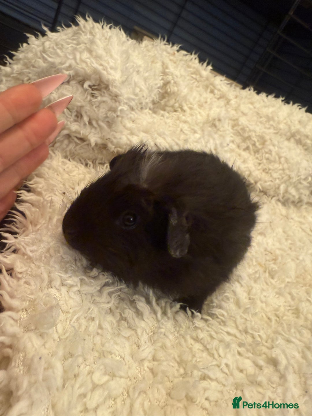 Guinea Pig rodents for sale: Baby guinea pigs  - Advert 7