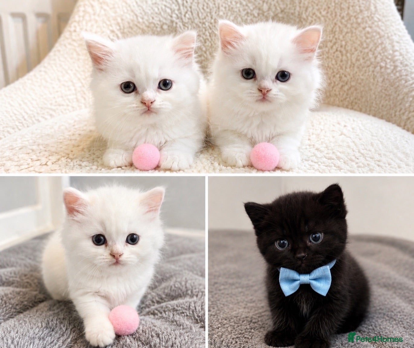Persian cats Five beautiful Persian kittens🐾 - Advert 6