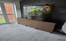 Chameleon reptiles for sale: Hybrid Panther Cameleon with full set up - Image 8