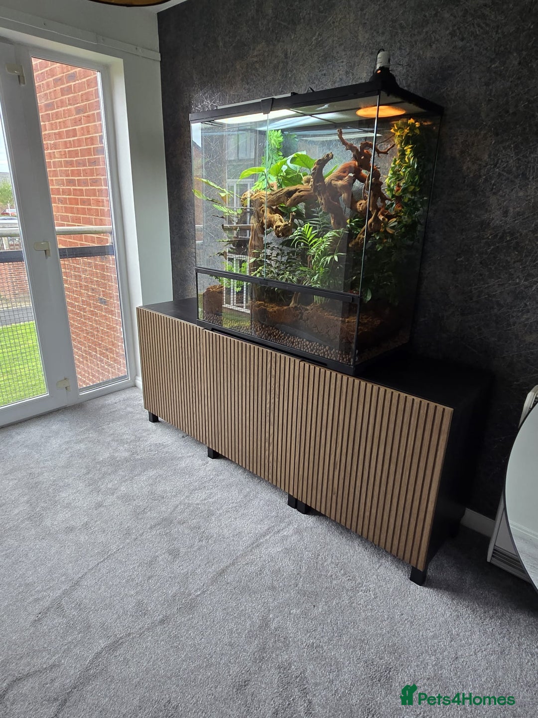 Chameleon reptiles for sale: Hybrid Panther Cameleon with full set up - Image 8