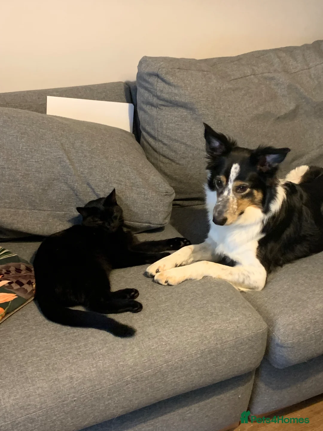 Mixed Breed cats for sale: Bella the black cat  - Advert 8