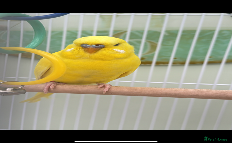Budgerigars birds - Advert 2
