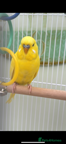 Budgerigars birds - Advert 2