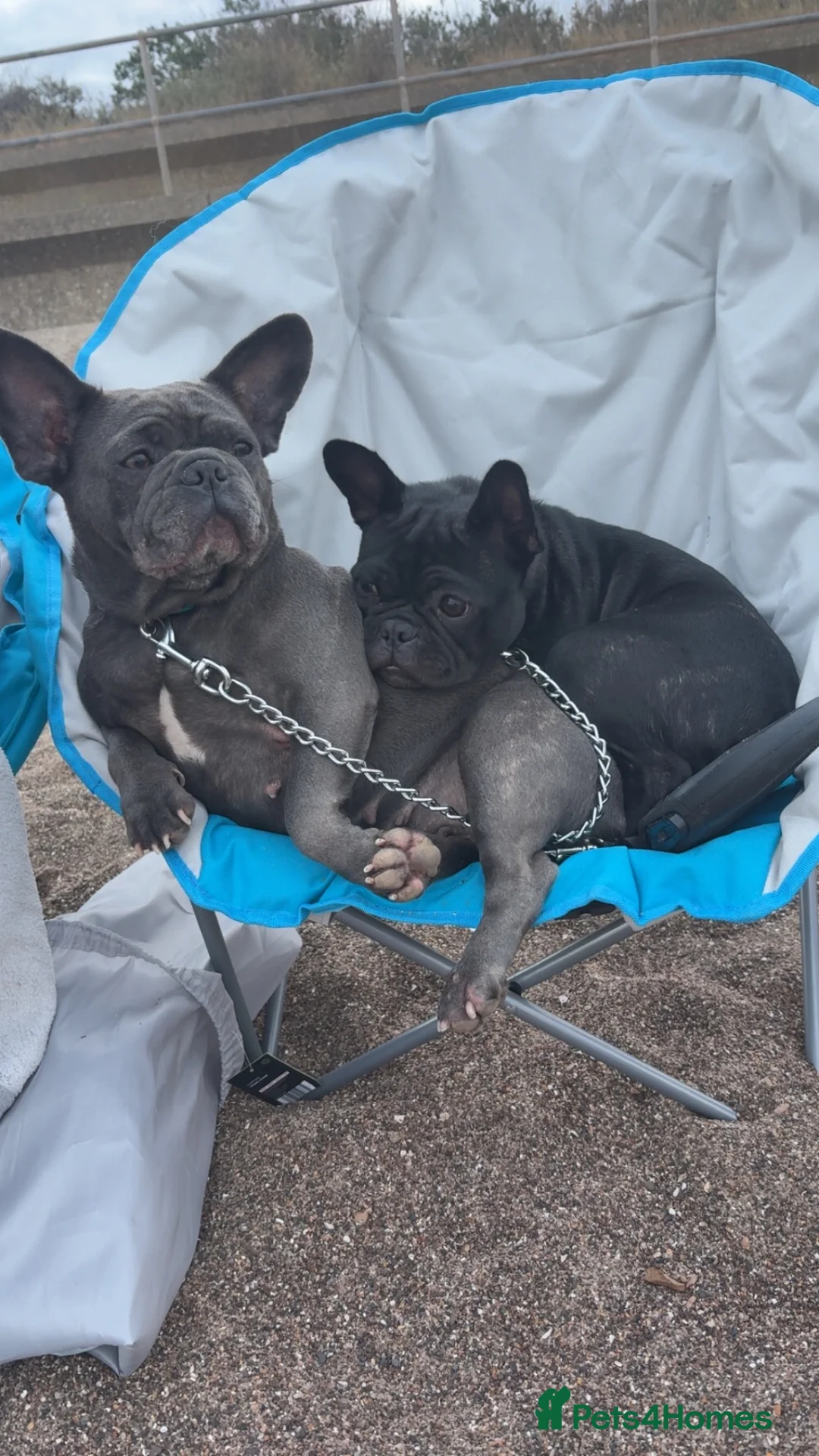 Frug dogs for sale: Rehoming our frugs  - Advert 1