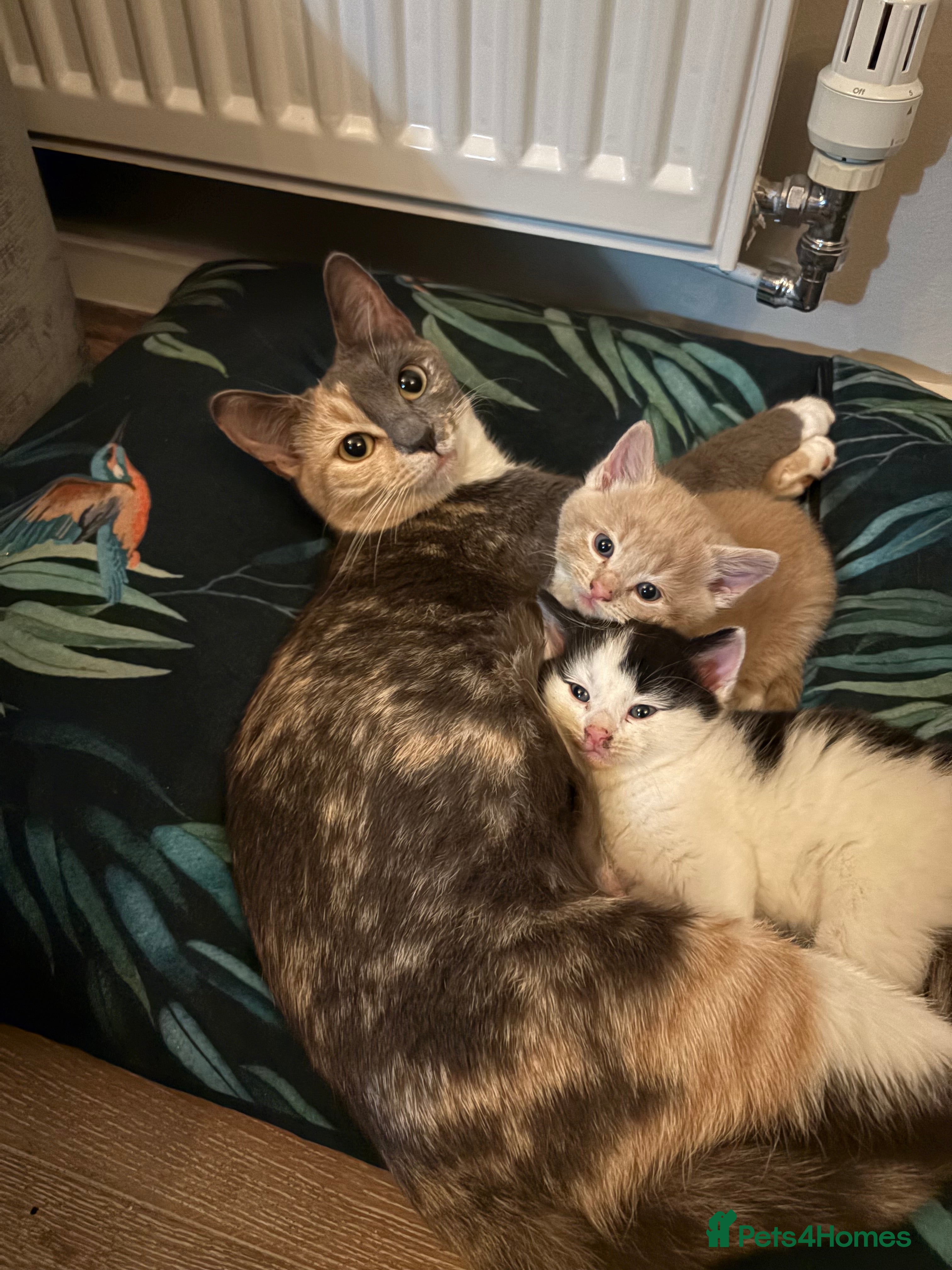 Mixed Breed cats 2 Kittens For Sale - Advert 1