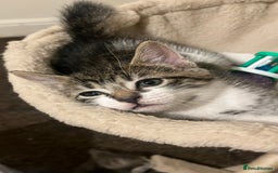 British Shorthair cats for sale: Five Cute boys for sale - Image 4