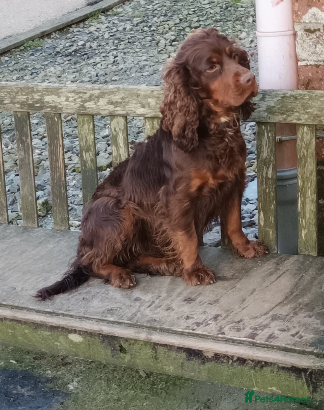 Cockapoo dogs for sale: CHOCOLATE COCKAPOOS FROM LICENCED BREEDER - Advert 5