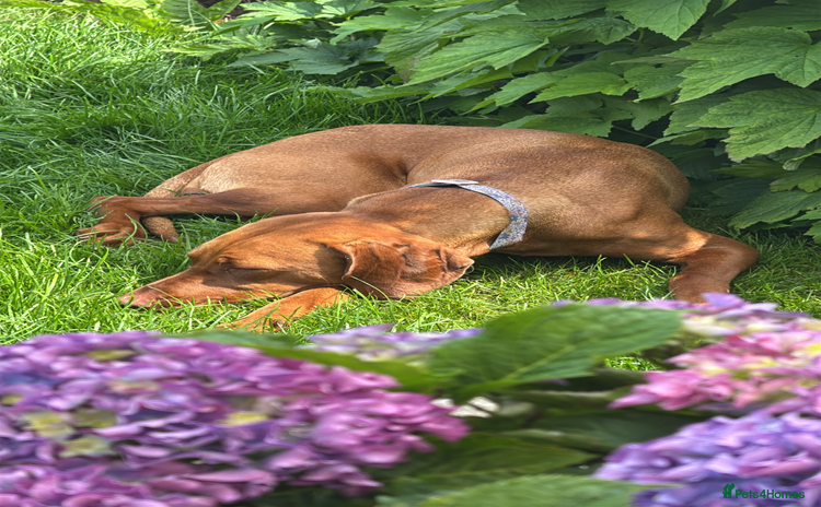 Hungarian Vizsla dogs - Advert 1