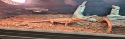 Dragon reptiles for sale: X2 bearded dragons and complete set up - Advert 3