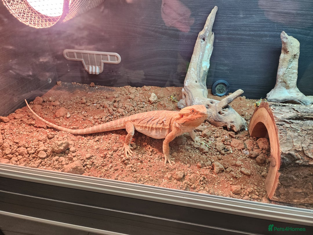Dragon reptiles for sale: X2 bearded dragons and complete set up - Advert 3