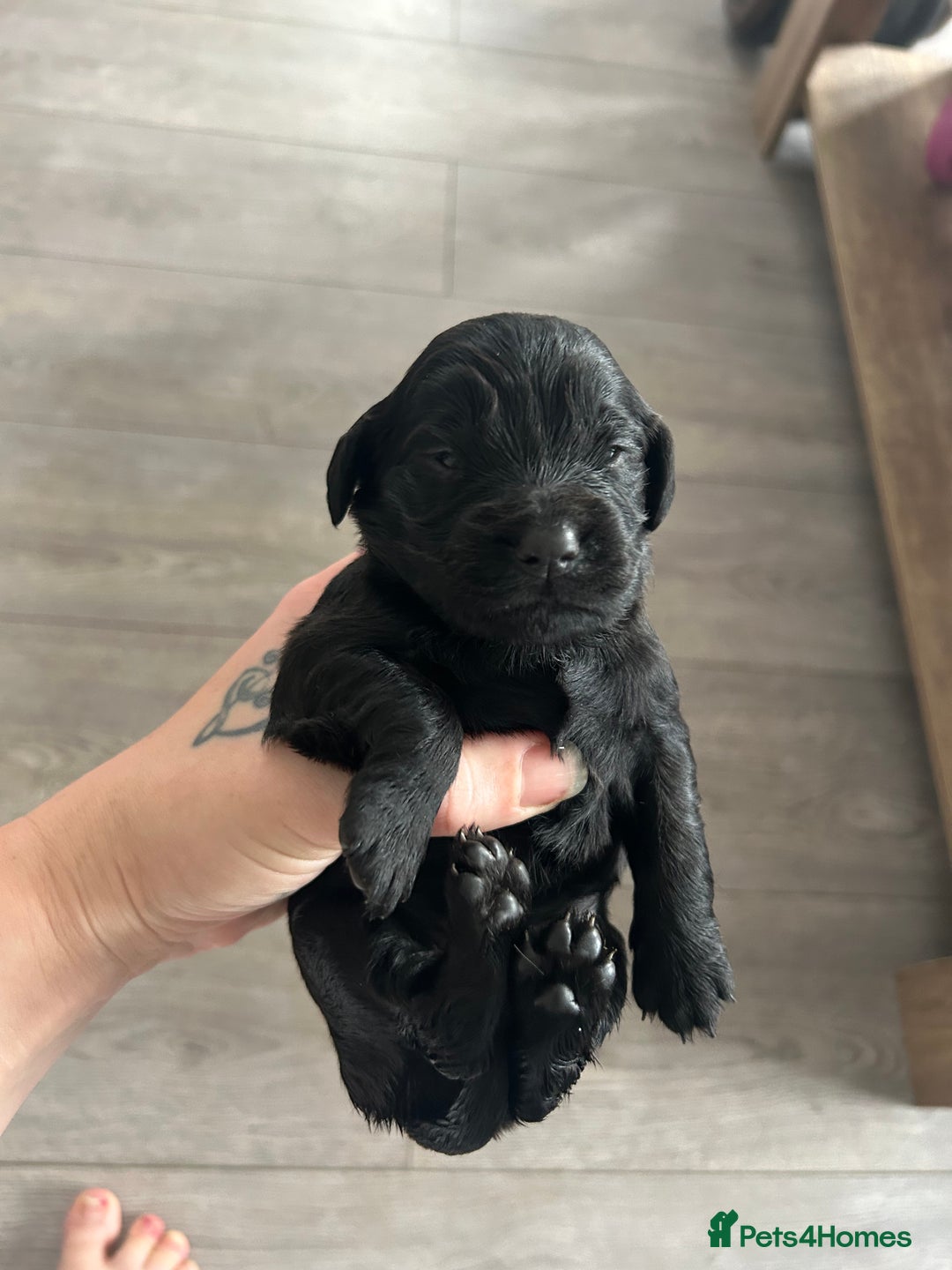 Cockapoo dogs for sale: 2 beautiful cocker spaniel puppies left for sale - Advert 9