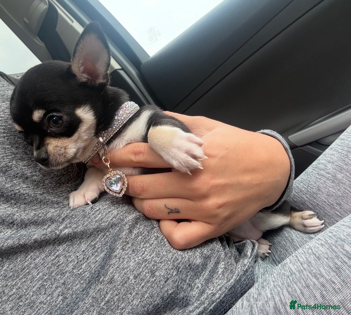 Chihuahua dogs KC tan girl puppy - Advert 6