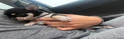 Chihuahua dogs for sale: KC tan girl puppy in South Shields - Advert 1