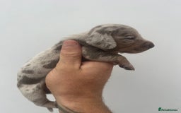 Miniature Dachshund dogs for sale: STUNNING KC REG MINIATURE DAPPLE DACHSHUNDS  - Image 15