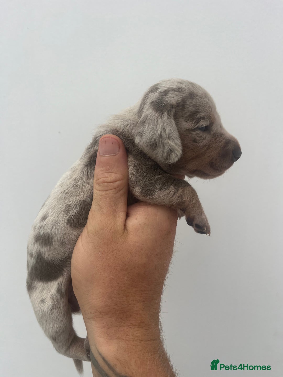 Miniature Dachshund dogs for sale: STUNNING KC REG MINIATURE DAPPLE DACHSHUNDS  - Image 15