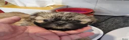 Shih Tzu dogs for sale: Kc reg Stunning tiny baby 2 boys - Advert 16