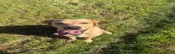 Labrador Retriever dogs for sale: 9 month old Lab looking for his forever home 🐾 - Advert 9