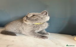British Shorthair cats for sale: Only 1 Active British Shorthair Girl Left  - Image 10