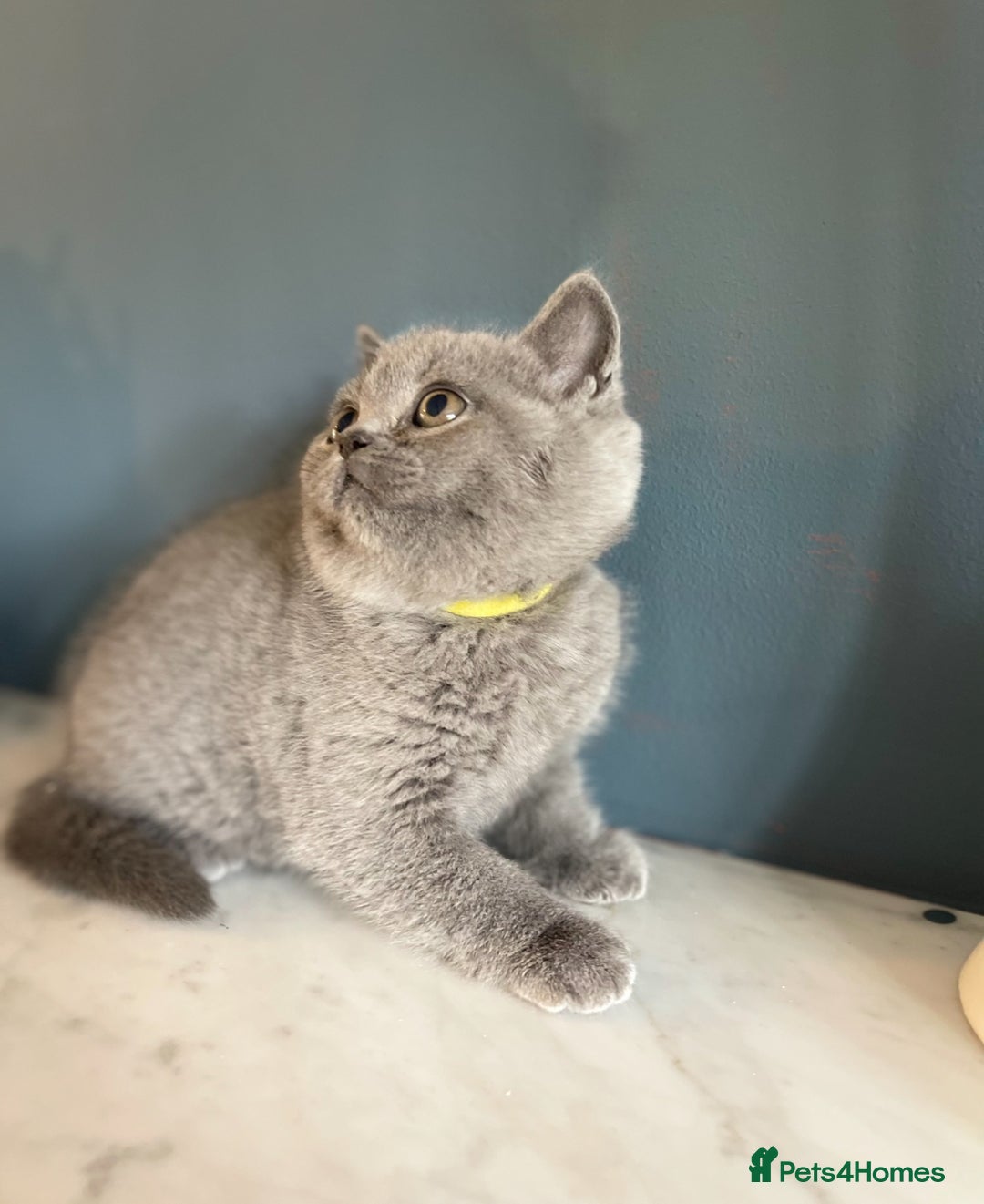 British Shorthair cats for sale: Only 1 Active British Shorthair Girl Left  - Image 10