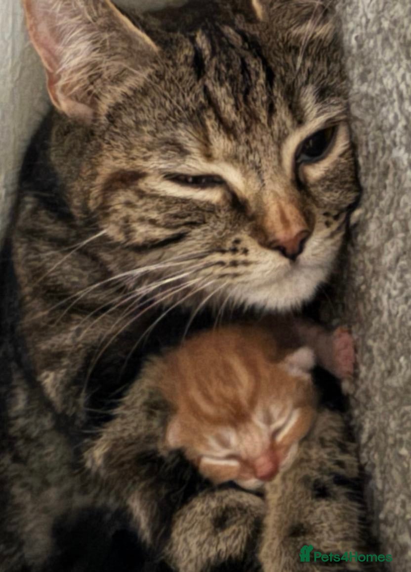 Bengal cats Turkish Angolan beautiful kittens  - Advert 3