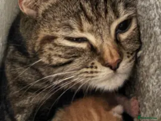 Bengal cats Turkish Angolan beautiful kittens - Advert 3