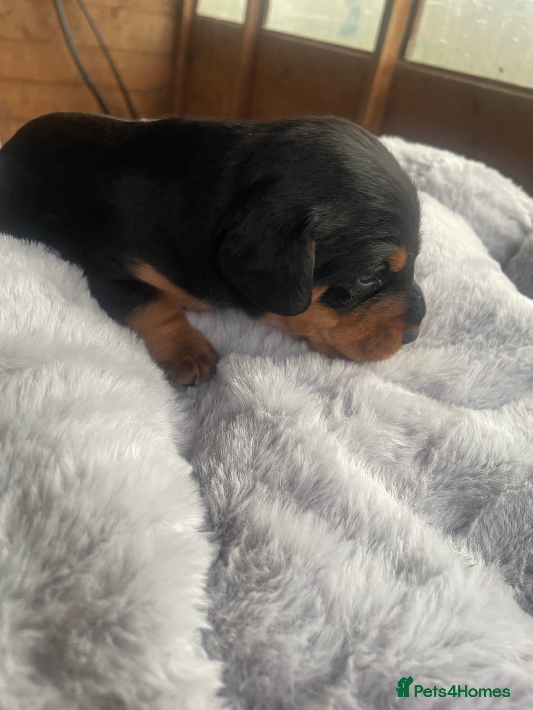 Mixed Breed dogs for sale: Doxie poo stunning puppies  - Advert 2