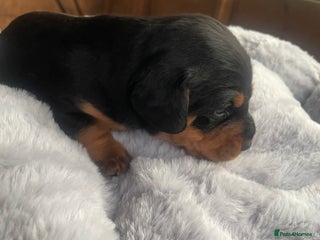 Mixed Breed dogs Doxie poo stunning puppies - Advert 8