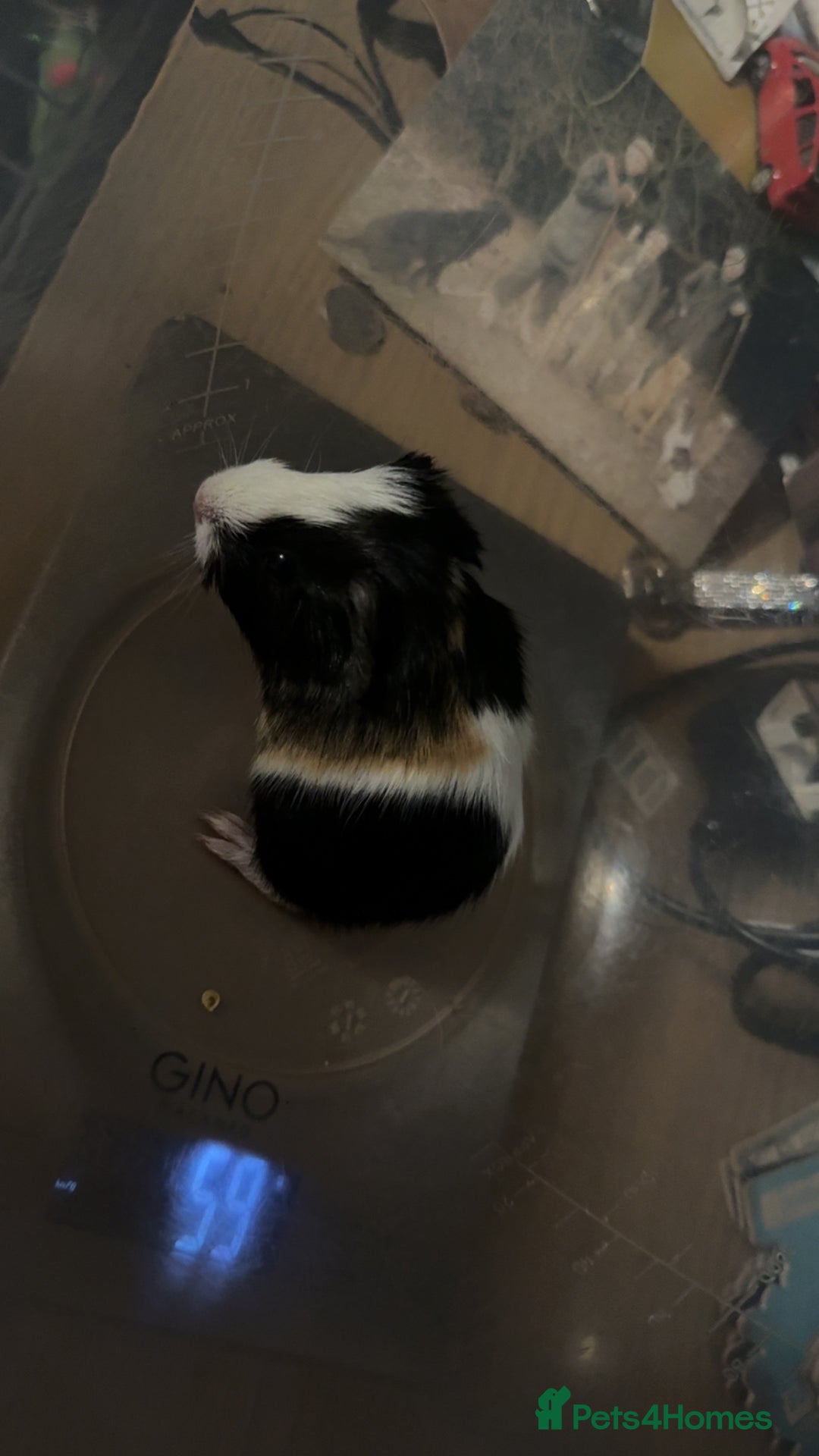 Guinea Pig rodents for sale: Two young male Guinea pigs - Advert 3