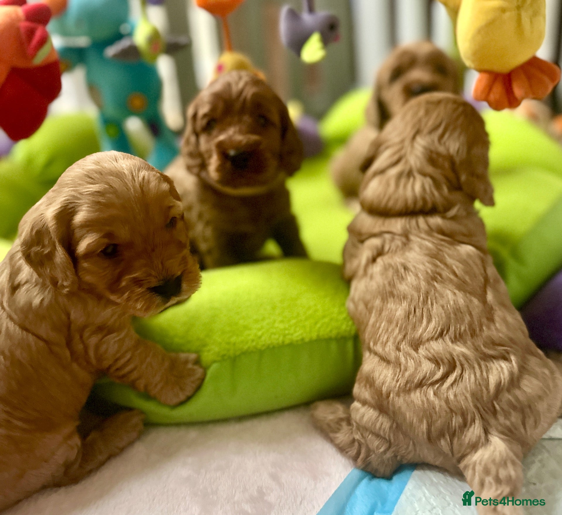 Cockapoo dogs for sale: Gorgeous F1 PRA clear Toy Cockapoo puppies - Advert 1
