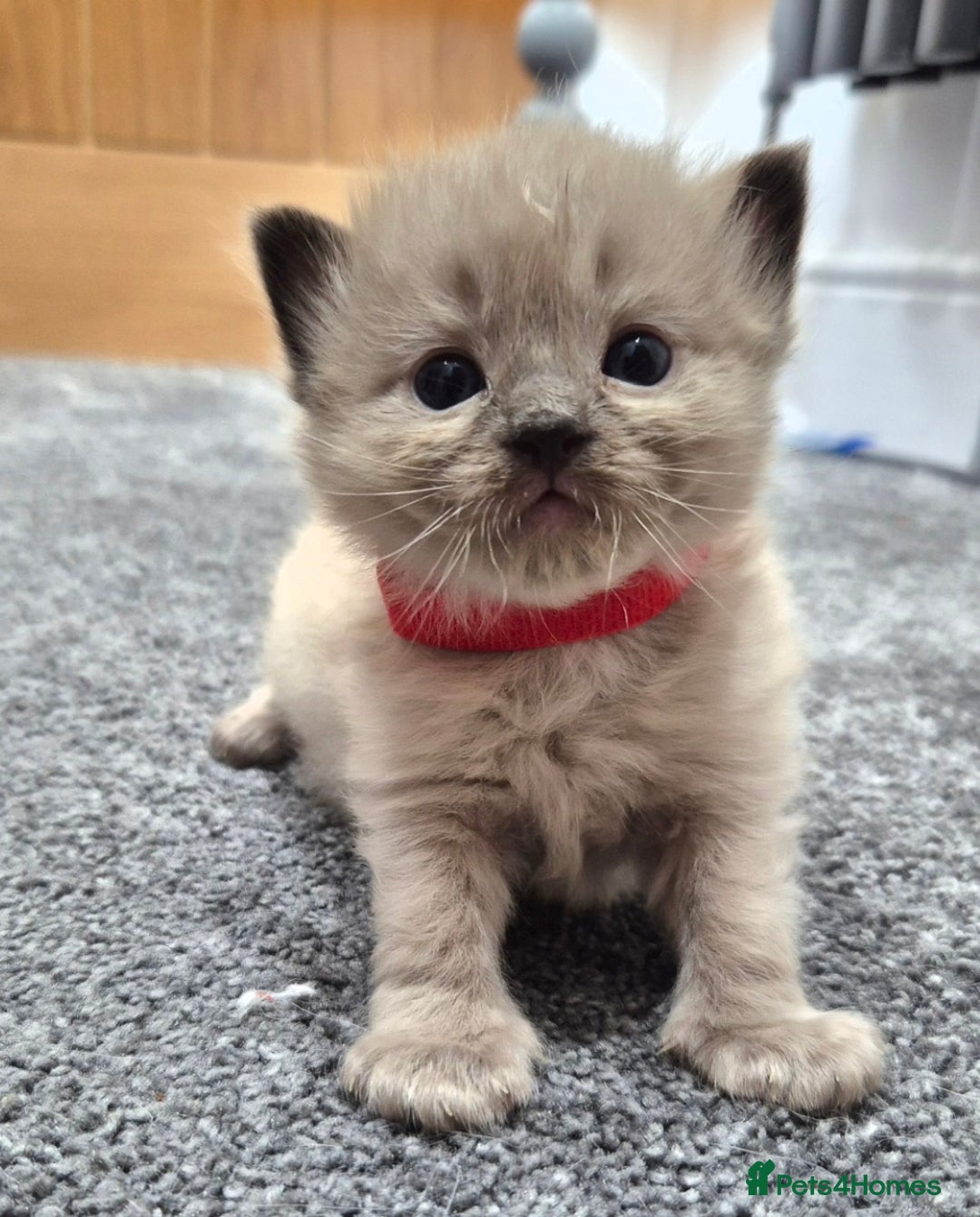 Ragdoll cats for sale: Adorable Ragdoll Kittens for sale - Advert 14