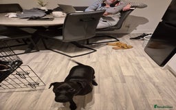 Patterdale Terrier dogs for sale: Patterdale terrier  - Advert 5